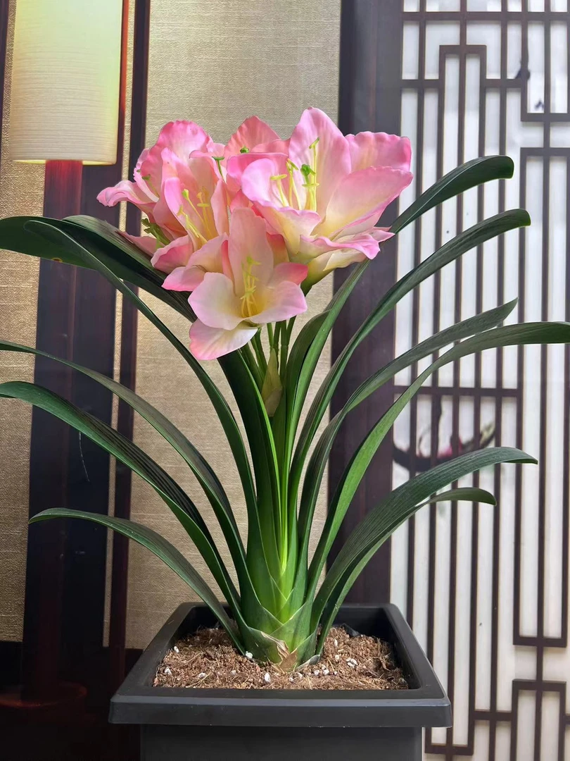 10[粉美人] 粉色异花君子兰   客厅阳台书房 高端绿植