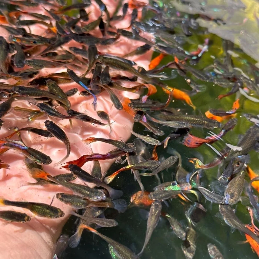 胎生鱼热带杂袍孔雀鱼小型观赏鱼斑马鱼耐活好养淡水