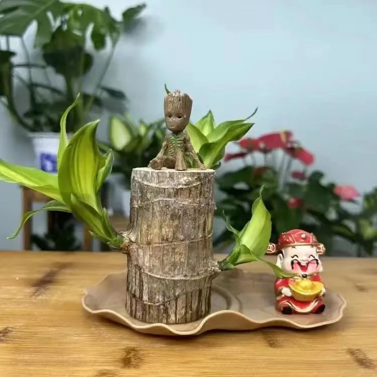 【带芽发货巴西木】进口幸运木包邮水培植物室内水养耐用水培巴西木