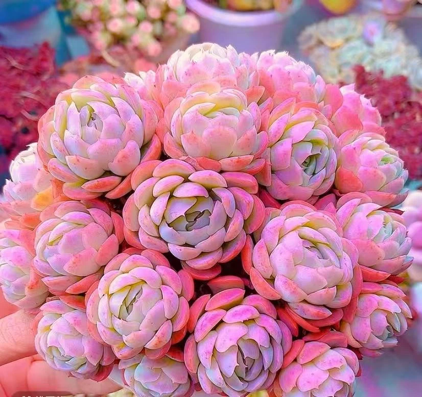 K香水贝瑞+罗马盆组合,香香耐冻多肉，带盆带土，云南基地发货