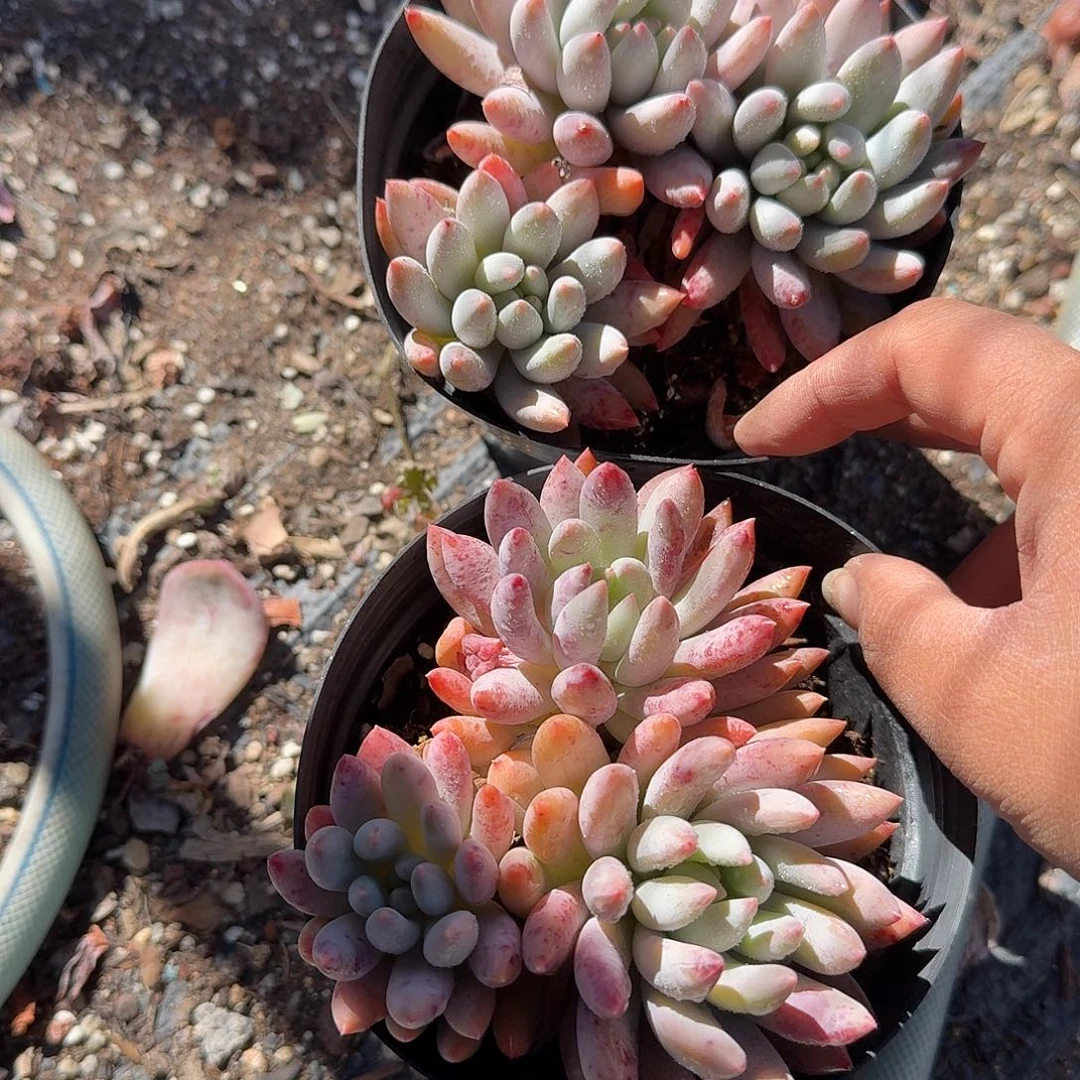 十***m两颗所罗门多肉植物