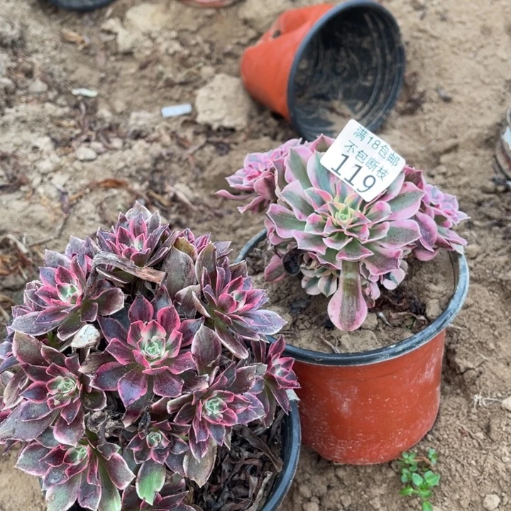 119粉女巫➕浣纱2法师