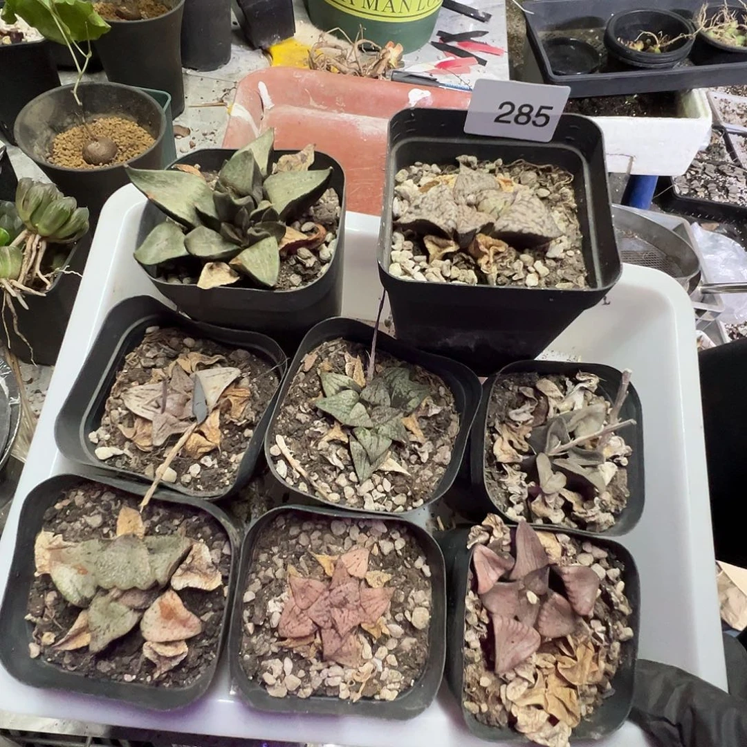 多肉植物专拍植物不退换 一物一拍 285