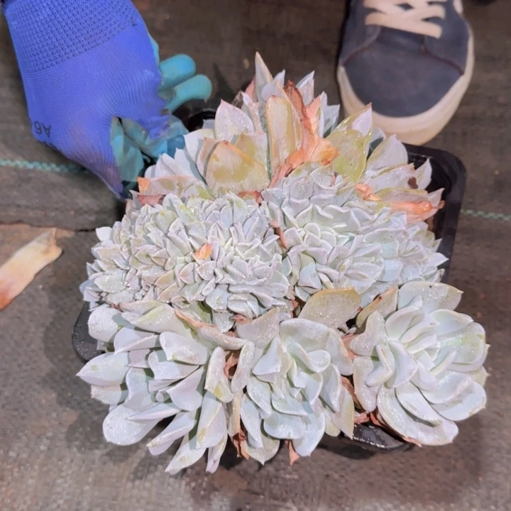 双*双一物一拍雪特缀小双姐