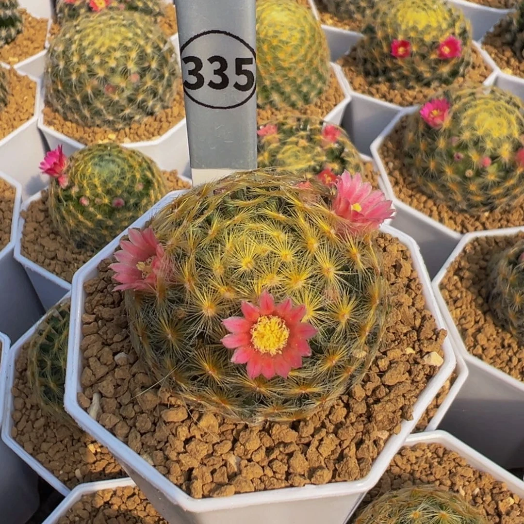 明星丸粉花仙人球335