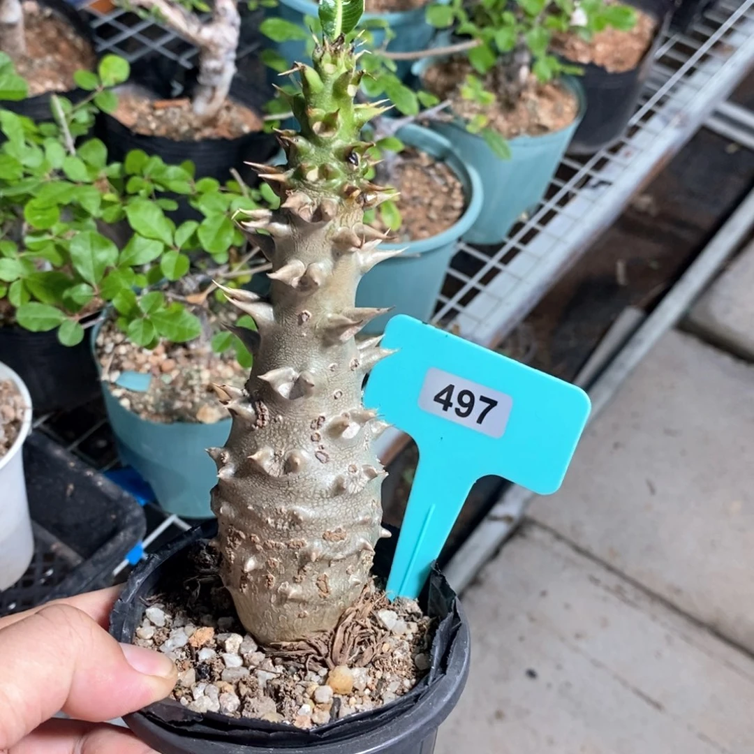 温莎瓶干多肉植物