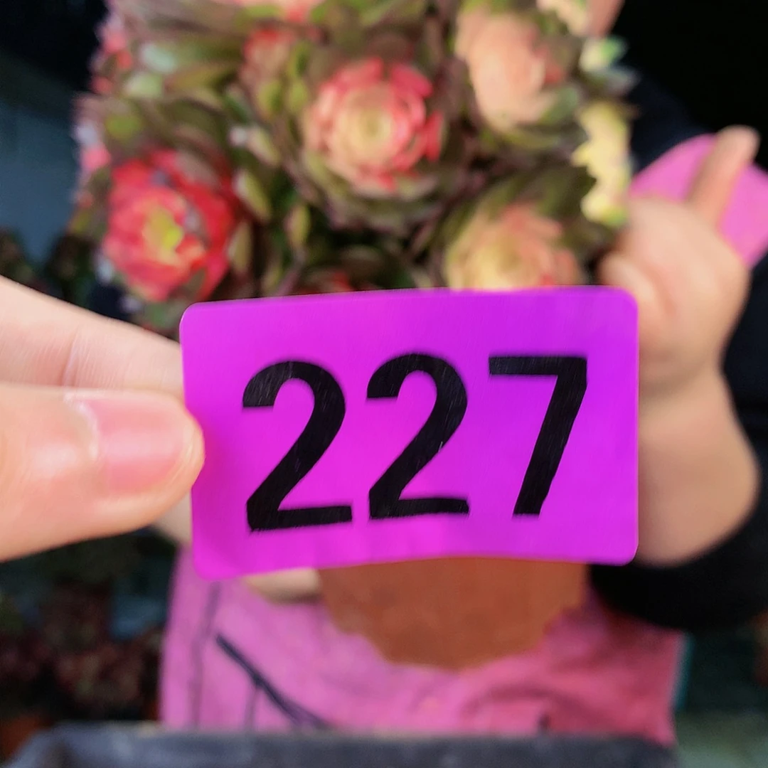 Ssssssssssssss227