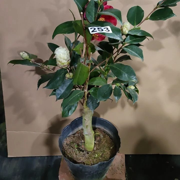 253白夏，圣诞帽，原盆原土发货