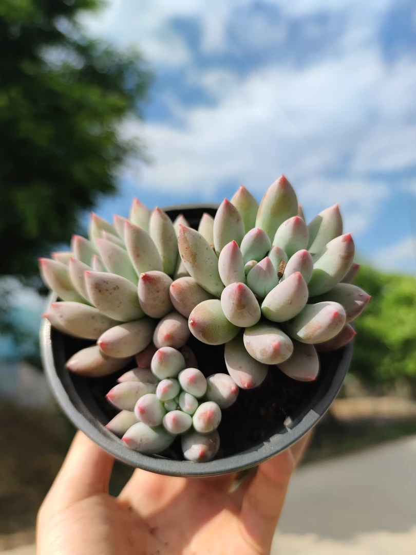 精品控养所罗门多肉（两单包邮）