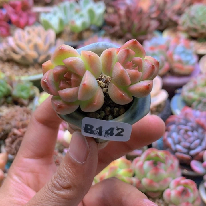 一物一拍含盆土满38包邮B142