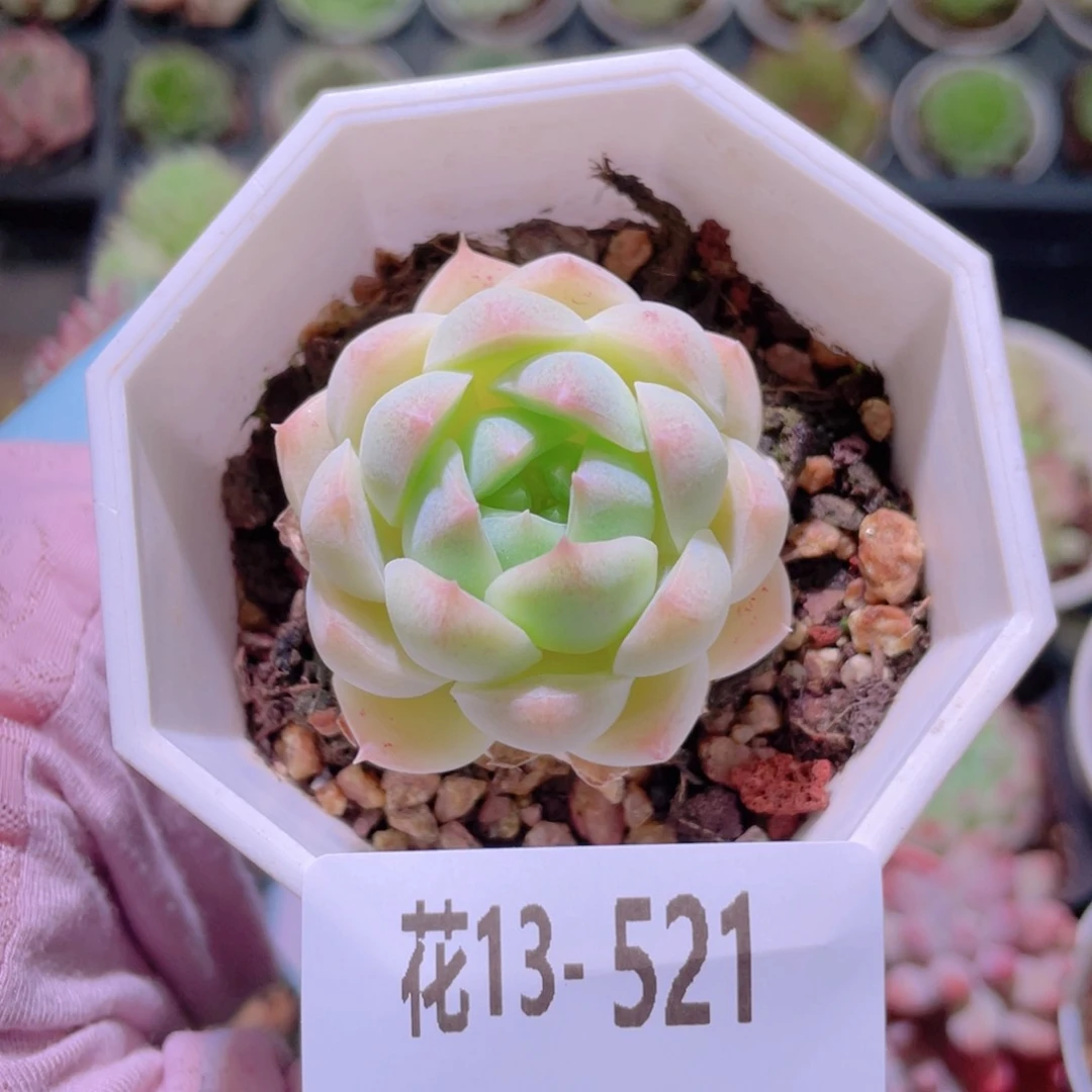 花利美13-521明月心
