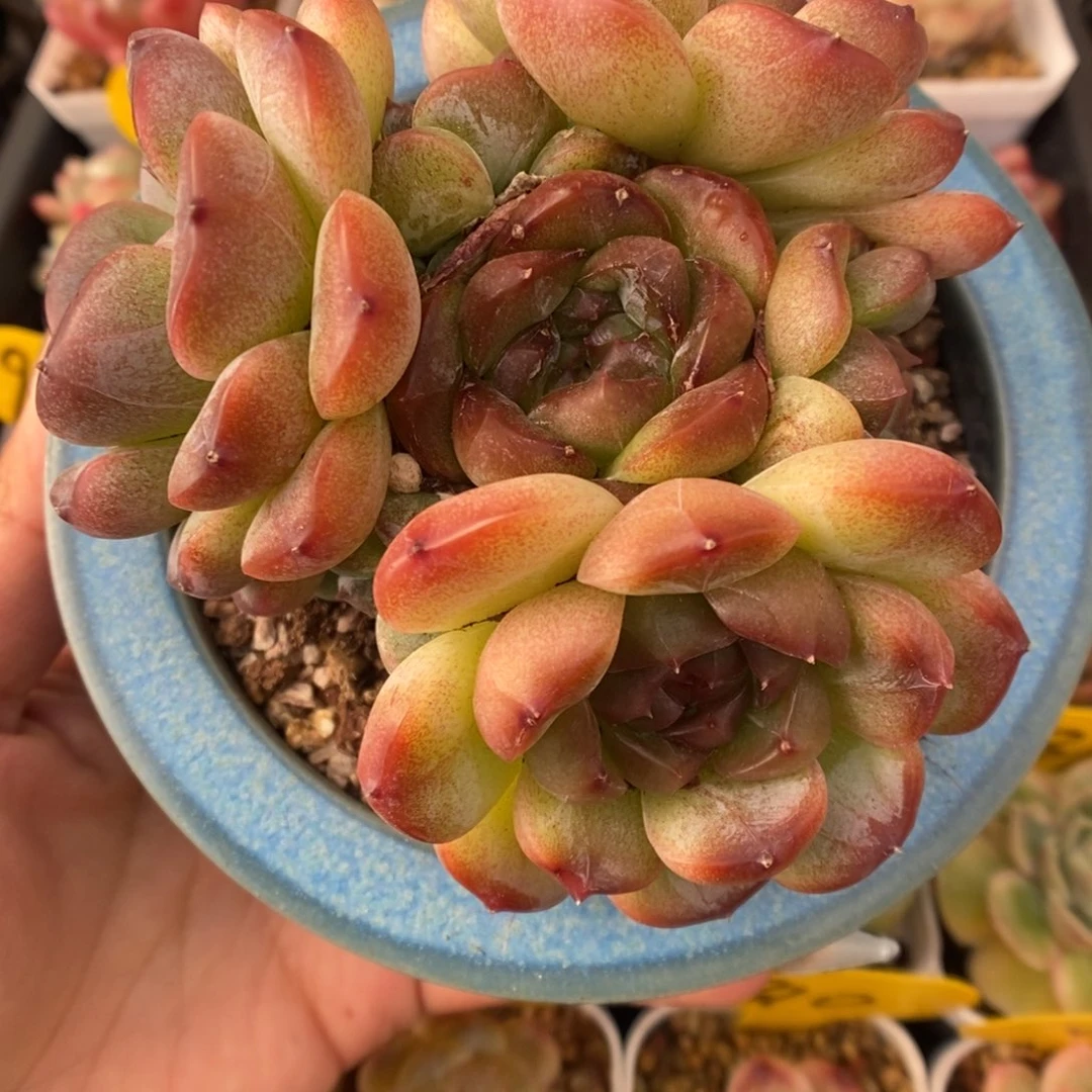 母本珍妮群生可拍。