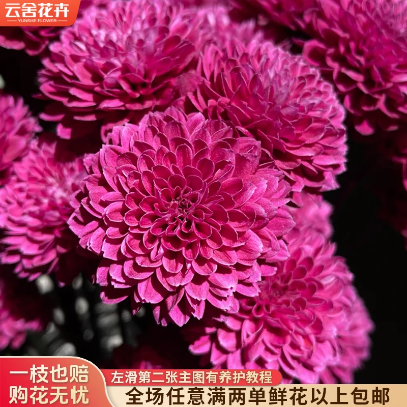 【云舍花卉】【布鲁诺紫】小菊 全场任意满两单及以上鲜花包邮发货