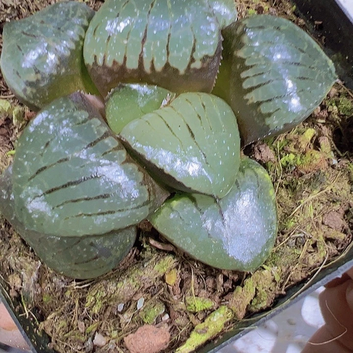 日月谭19包邮多肉植物