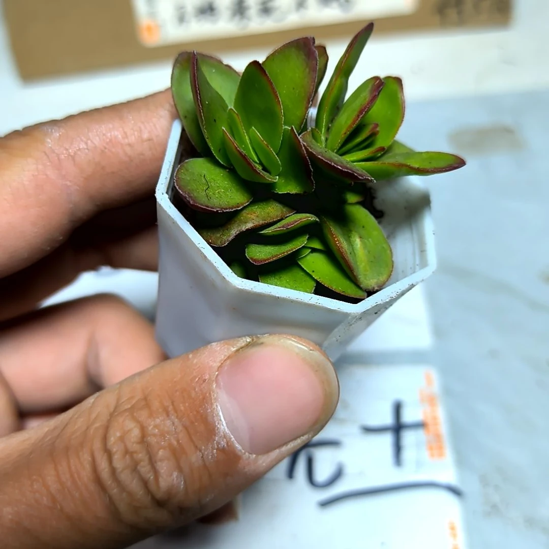 满6元包邮，天狗之舞