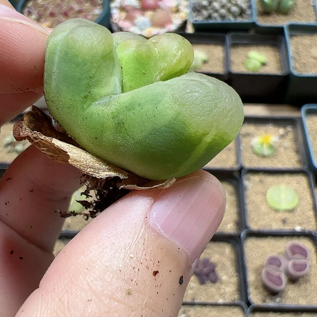 【闪购商品】313 开播福利
