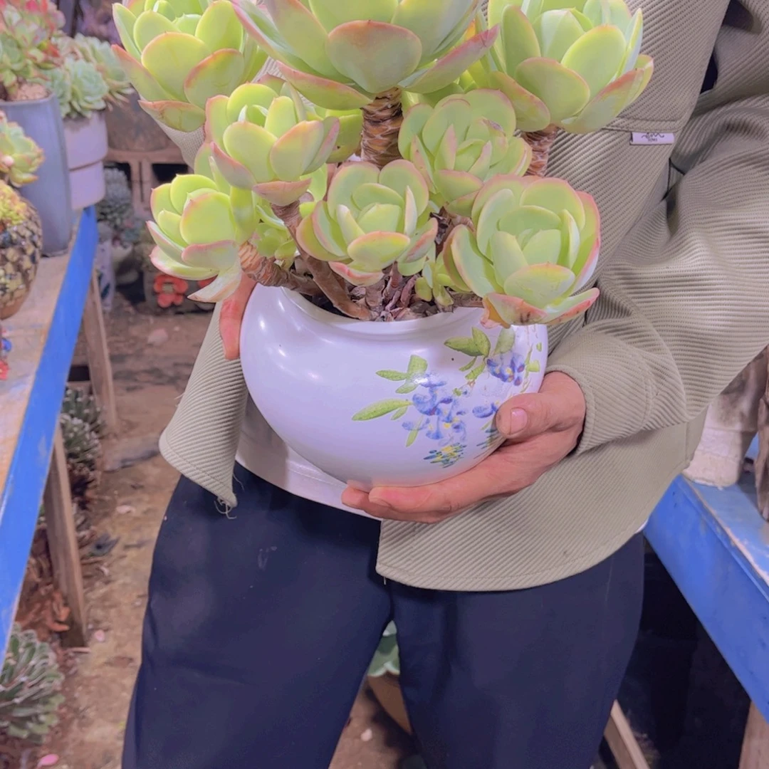 水***色多肉植物保护。你的生活