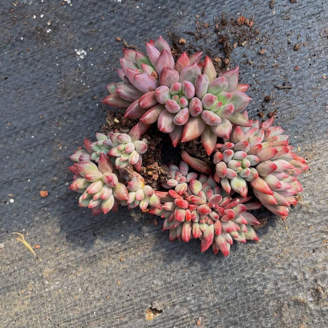 无花朵车厘子4颗