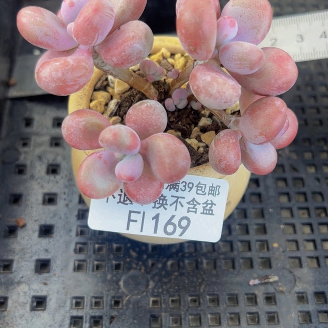 169-腰子桃蛋多肉5cm