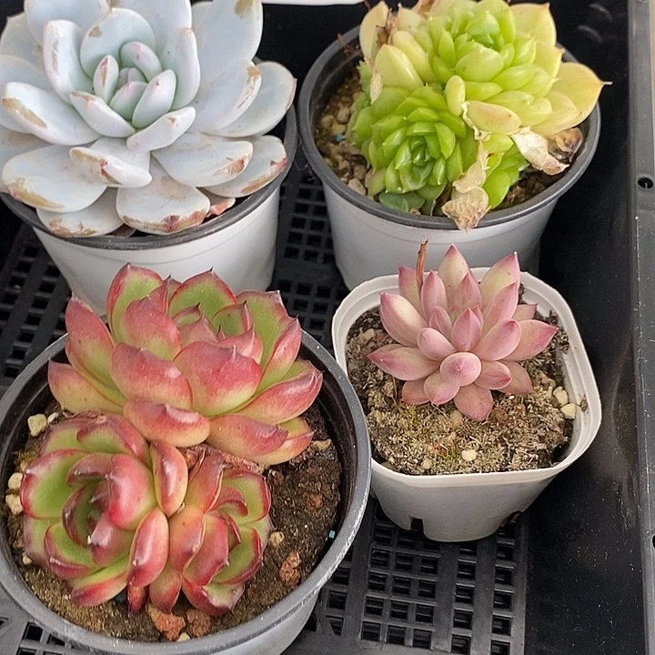 97 多肉植物盆栽花卉