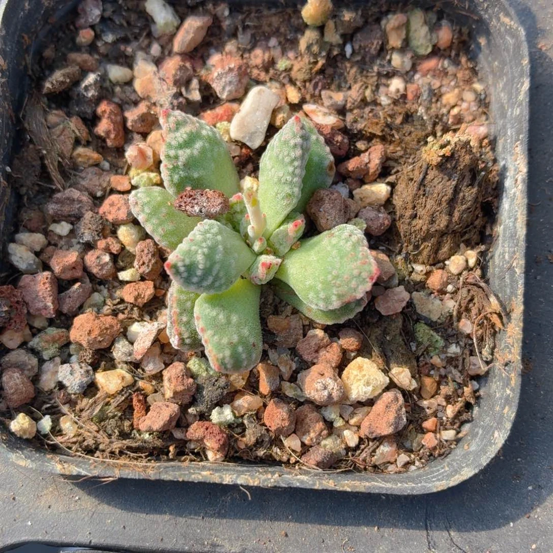 火星兔子多肉9.9包邮发货