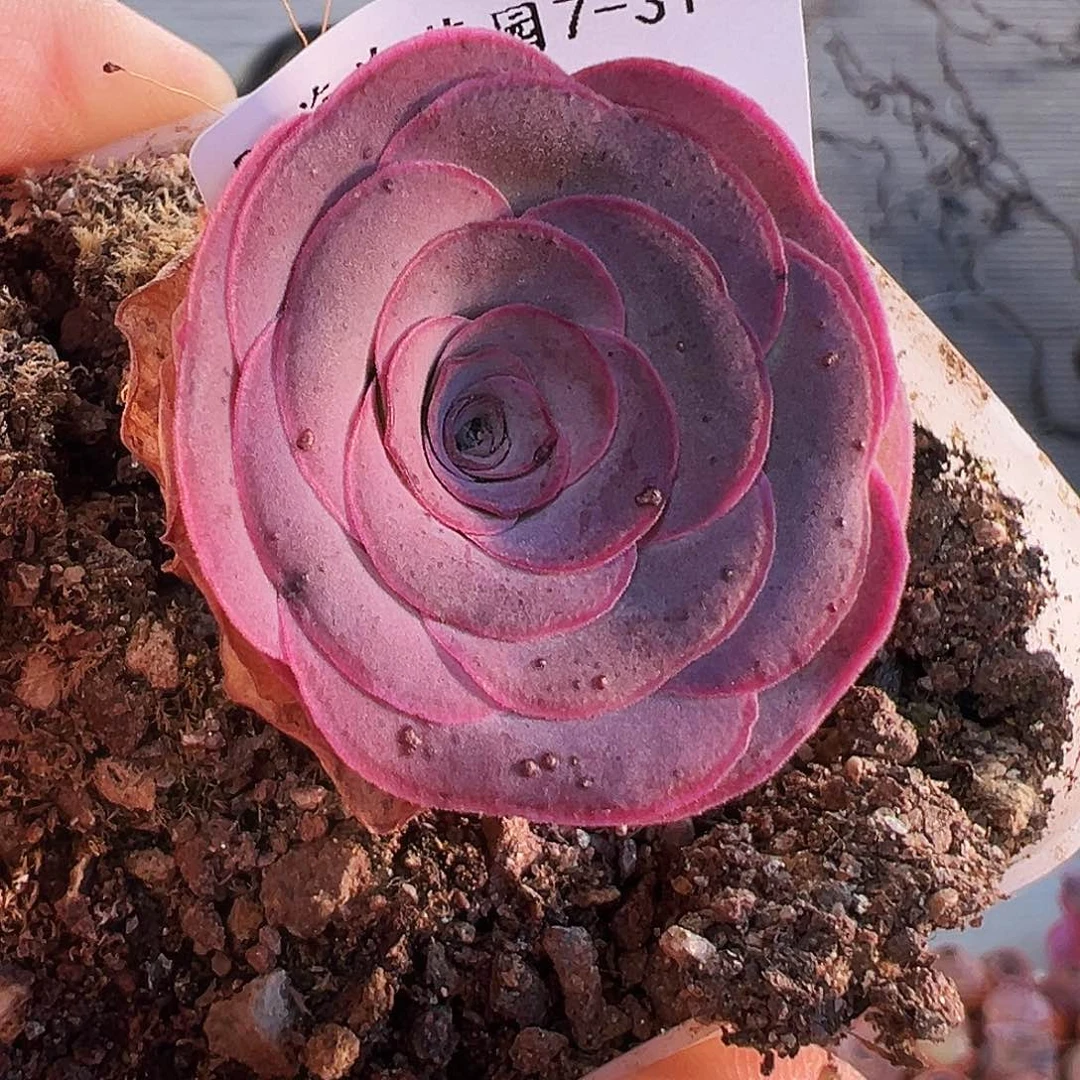 村***福袋 福袋。福袋。TT127.