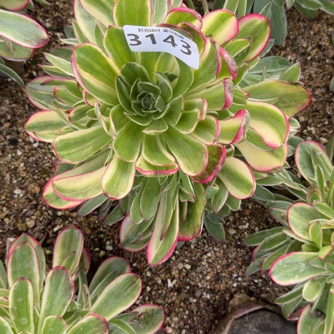 涛*a3134海王寄养到秋