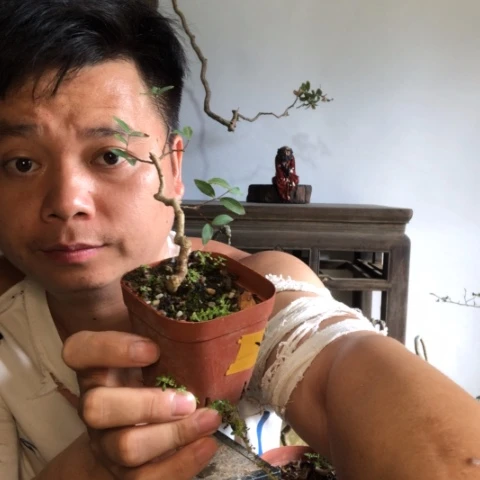 无花朵盆景盆栽植物