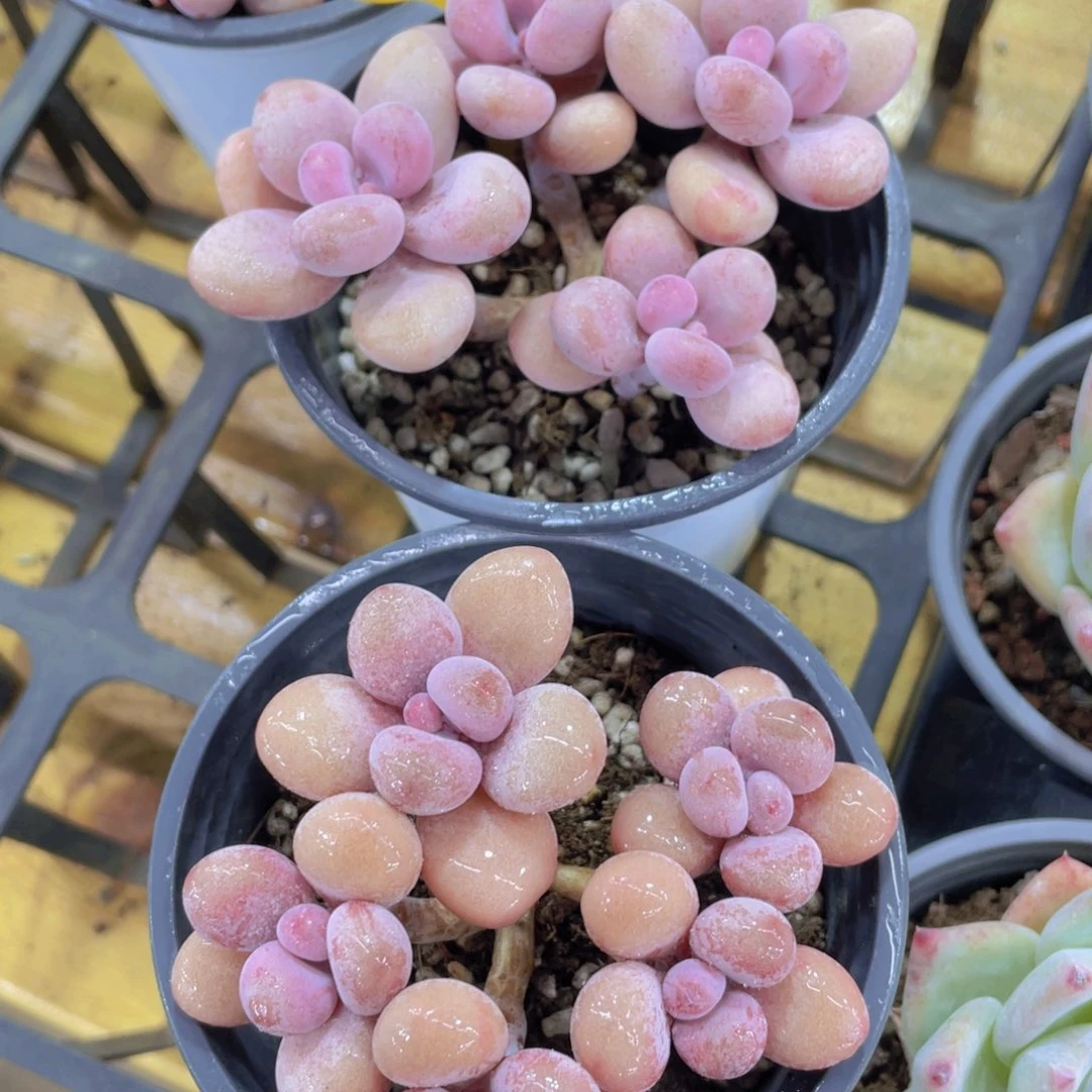 539号 老桩丸叶粉桃蛋多头群一个