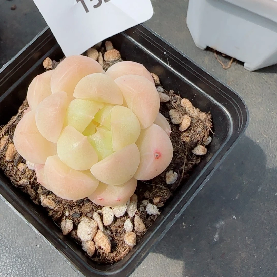 倾城珍妮，1529多肉植物