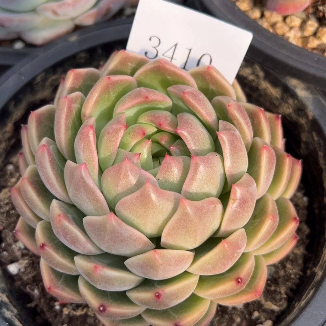 ?**?3410多肉多多多多多