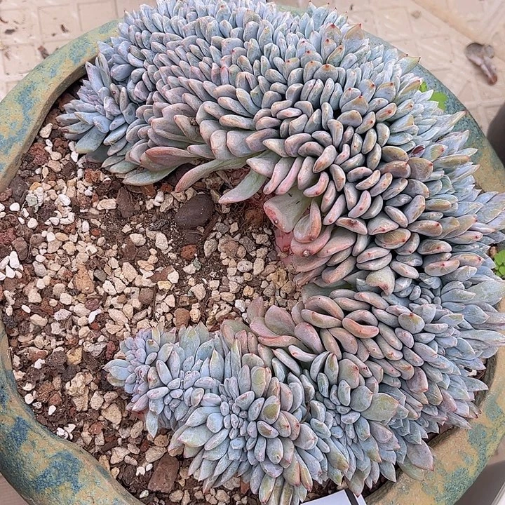 星影缀26151多肉植物