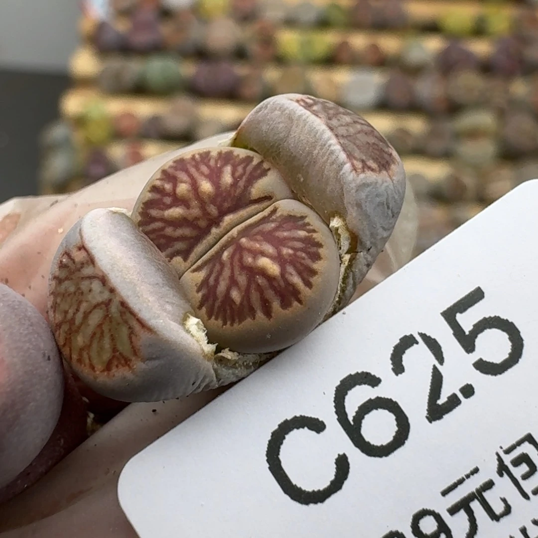 625哈哈哈哈哈哈哈哈哈