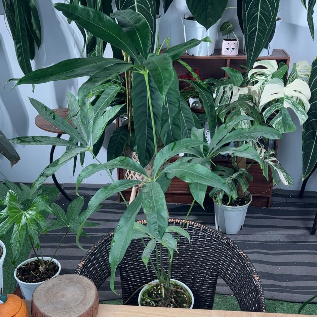 完全开放原种伞叶花烛整高1.03米