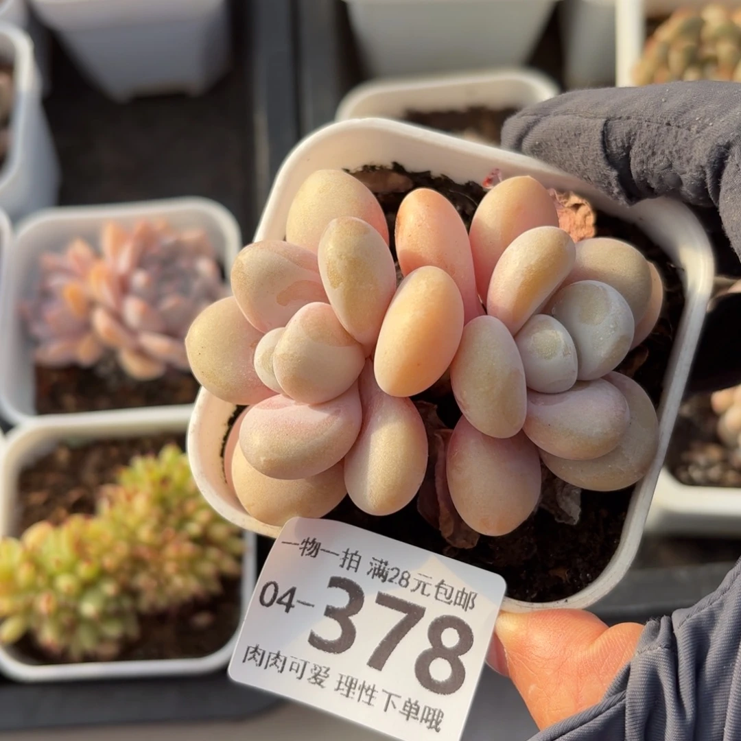 粉兔我盆土发货无