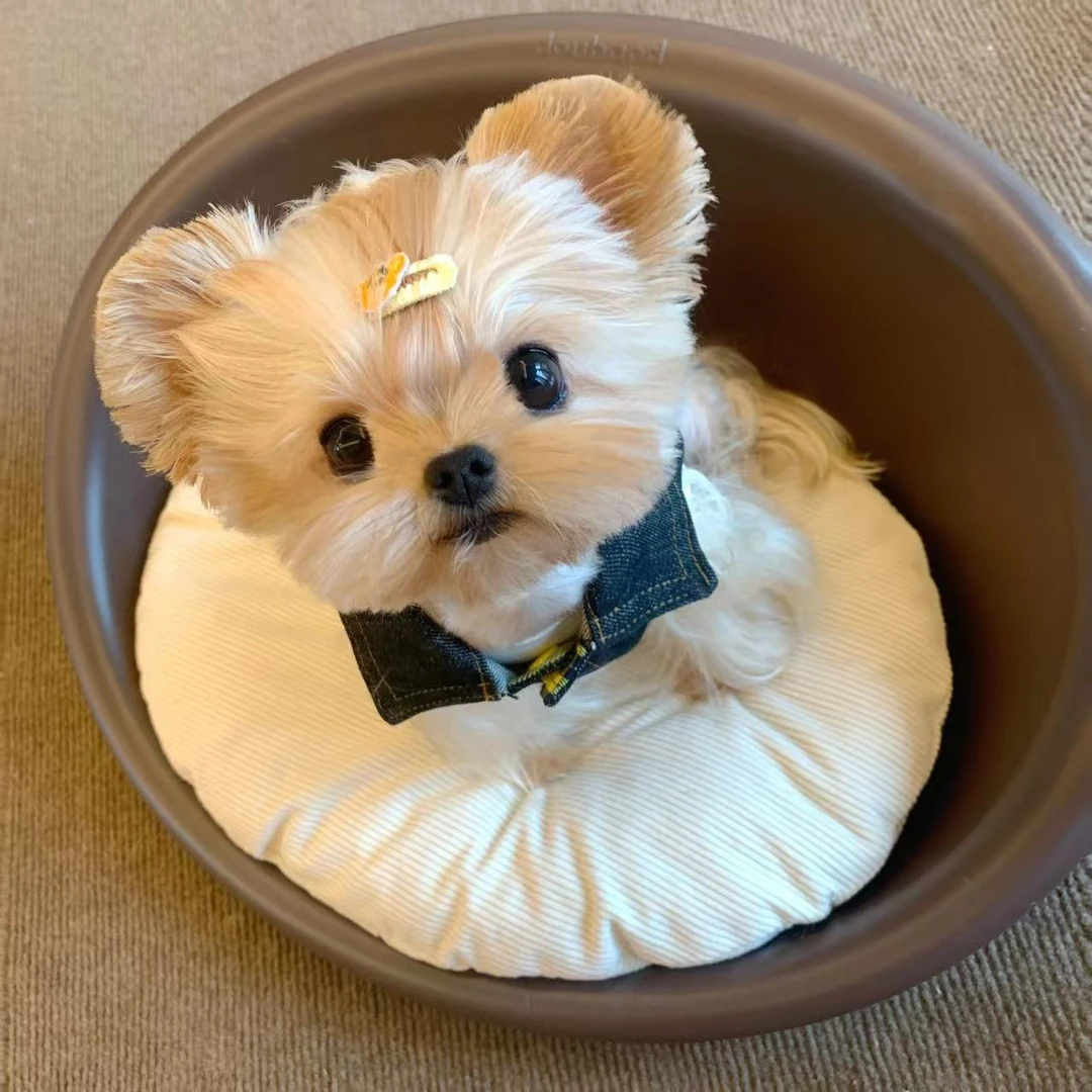 约克夏活体幼犬链接