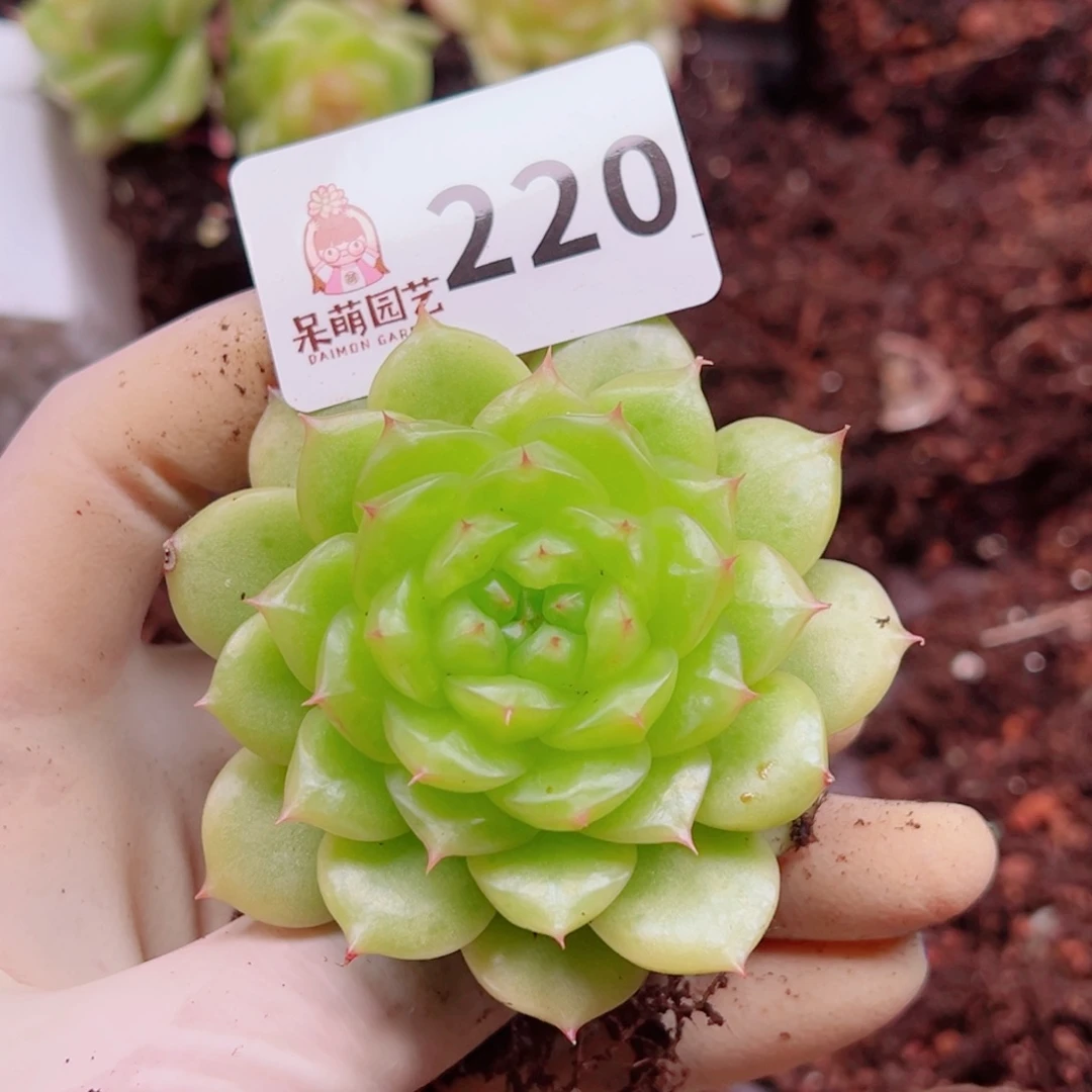 多肉植物多肉植物