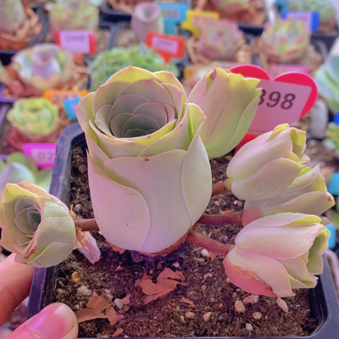 山地玫瑰一物一拍清秋398