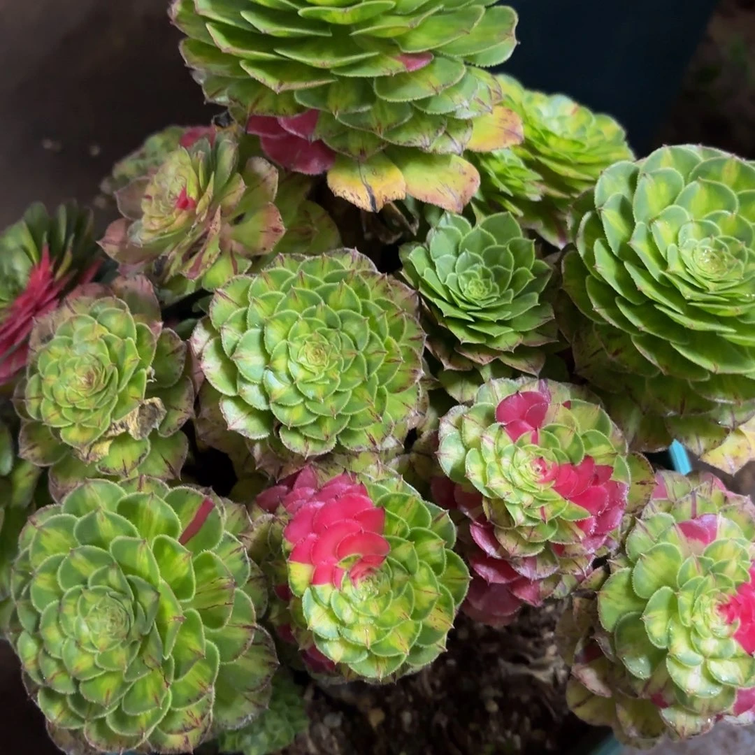 哈哈多肉植物知否318