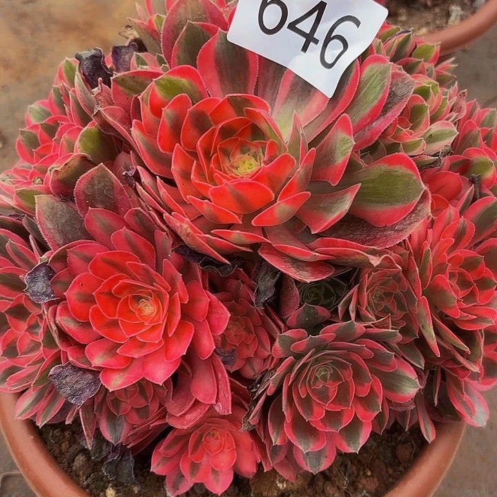 多肉植物花样年华646