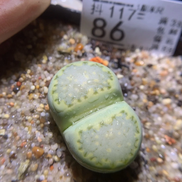 精品生石花117.86