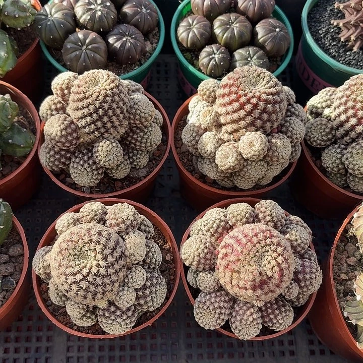 红宝石仙人球仙人球123