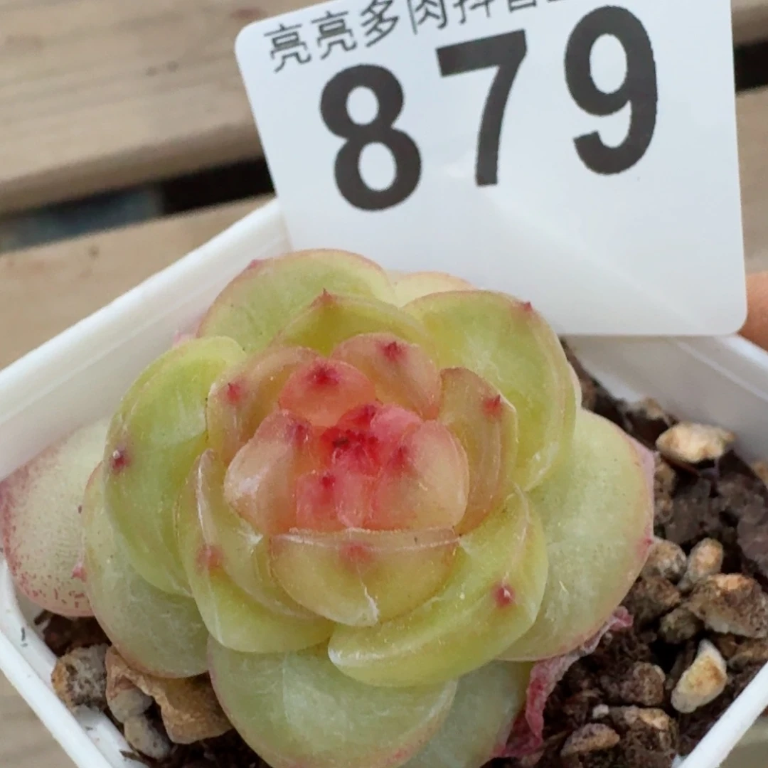 绿谛珍妮         精品多肉