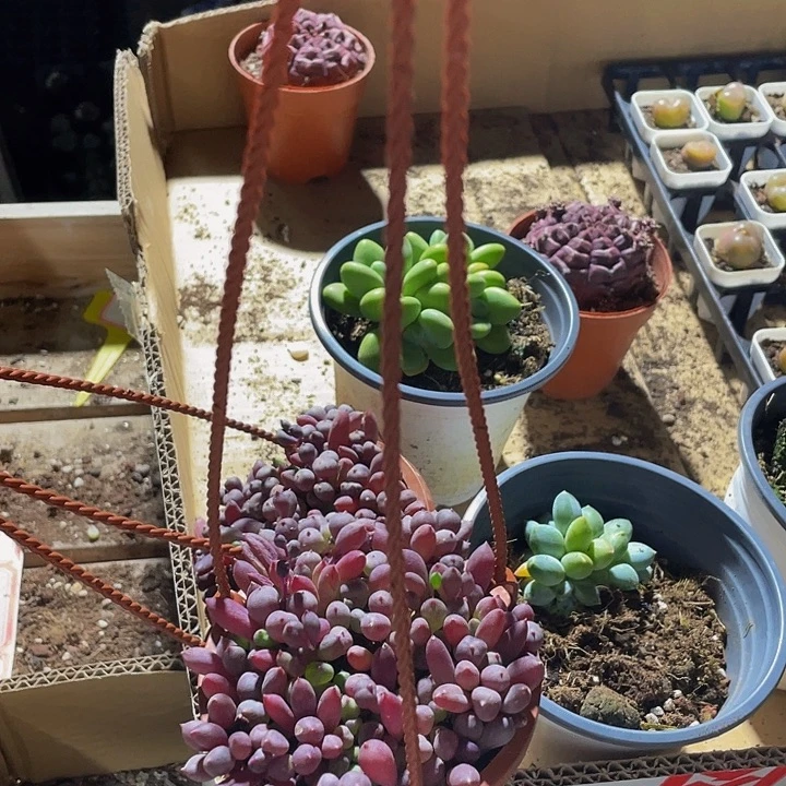 紫葡萄带盆土发货