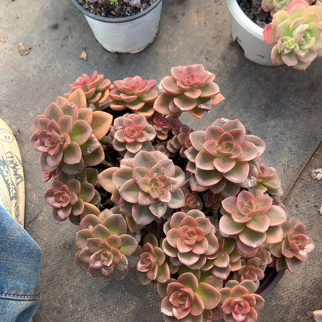 巧克力玫瑰多头造型精品特价二盆