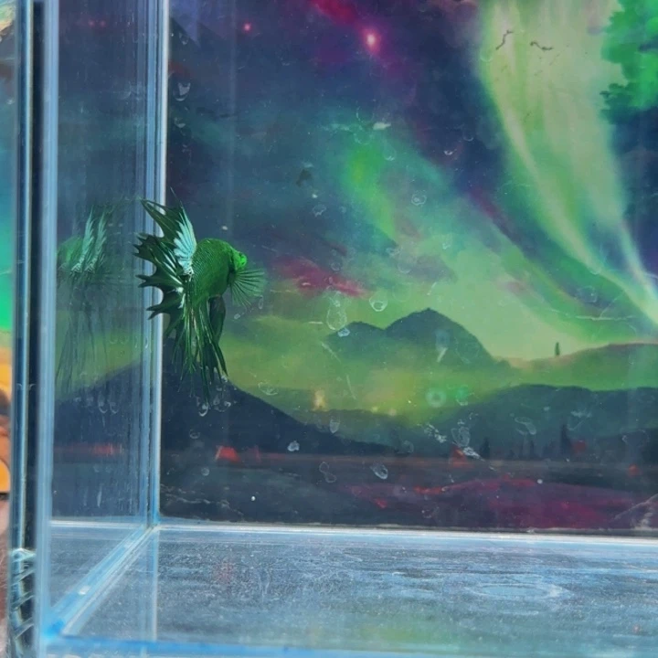 紫印母鱼亦即因自己为中心