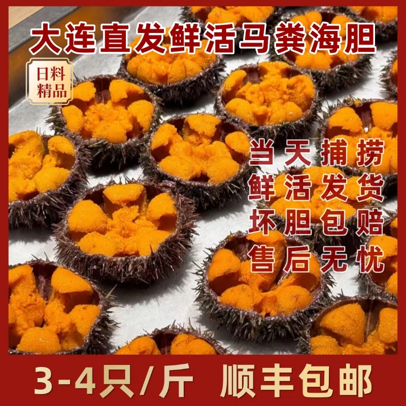 大连鲜活马粪海胆空运直送全国坏胆包赔日料刺身大连海胆中秋福利