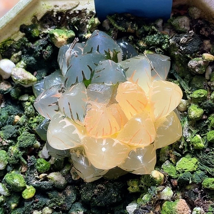 529水中月一物一拍