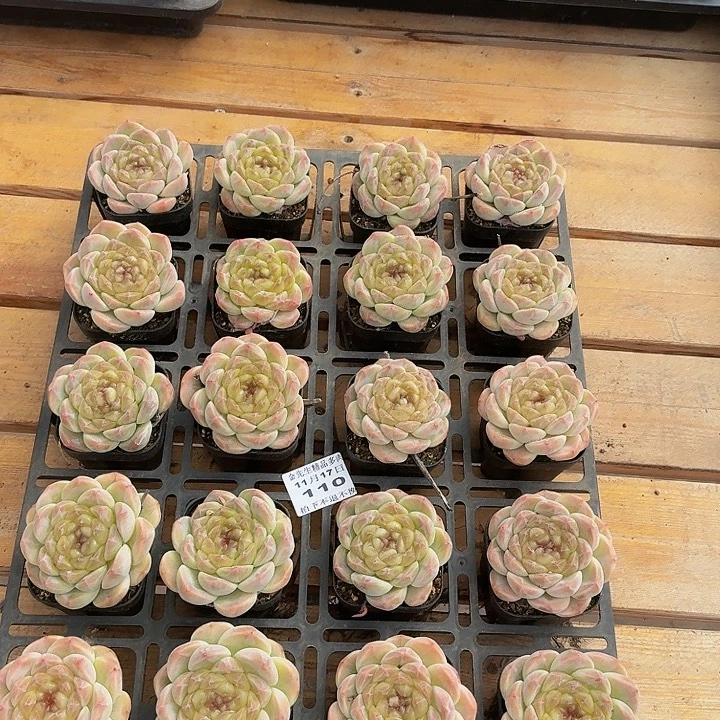 1117-110留心薄荷单头量拍