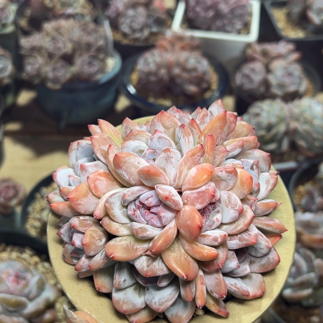 十全十美小脸手捧